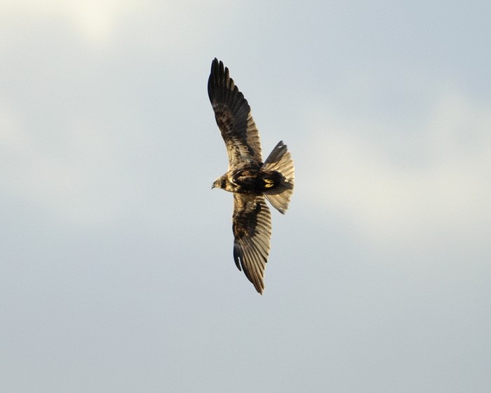 Marsh Harrier