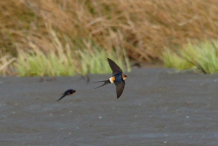 Red-rumped Swallow