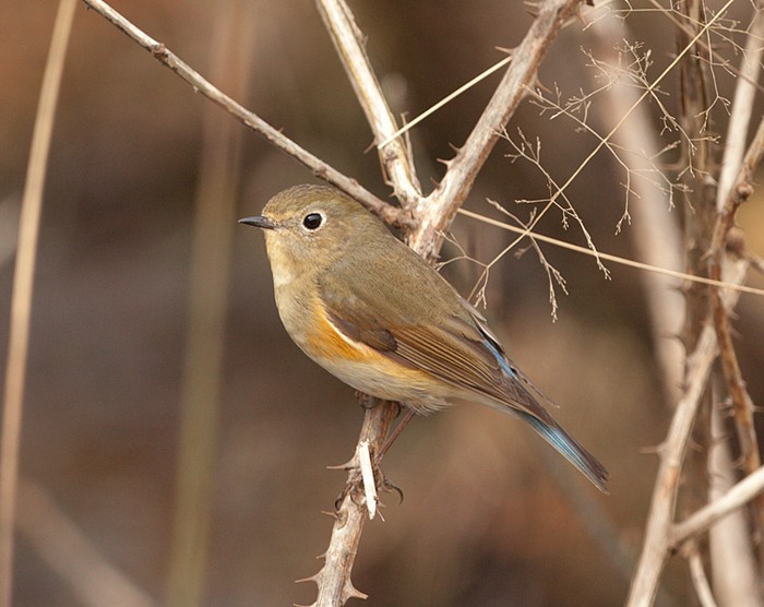 Red-flanked Bluetail