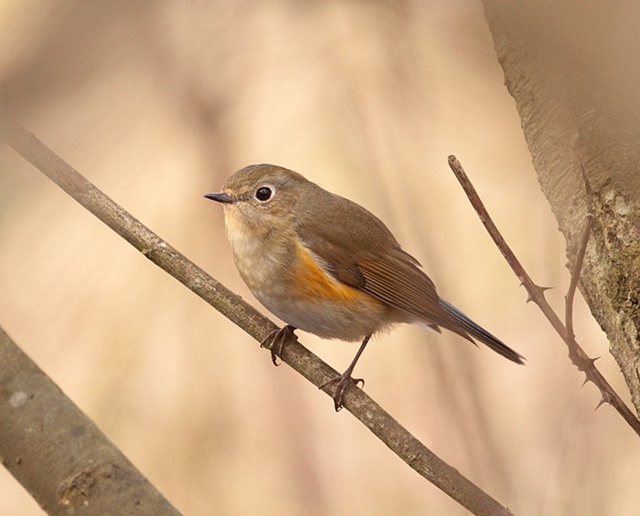 Red-flanked Bluetail