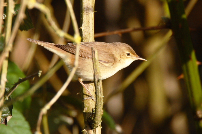 Reed Warbler
