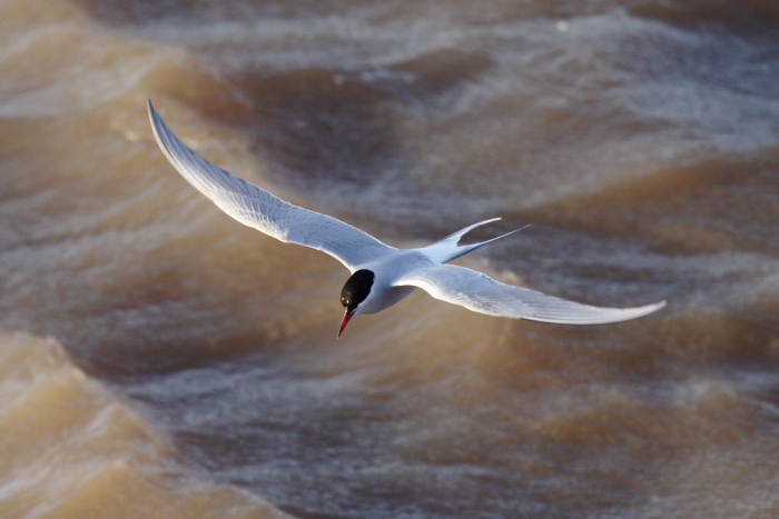 Arctic Tern