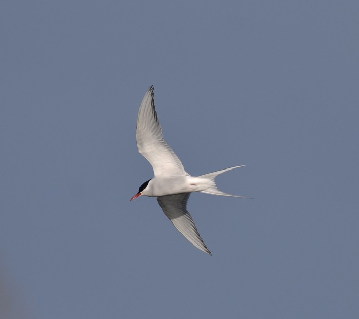 Arctic Tern