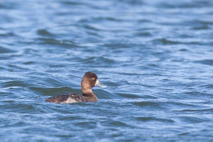 Lesser Scaup