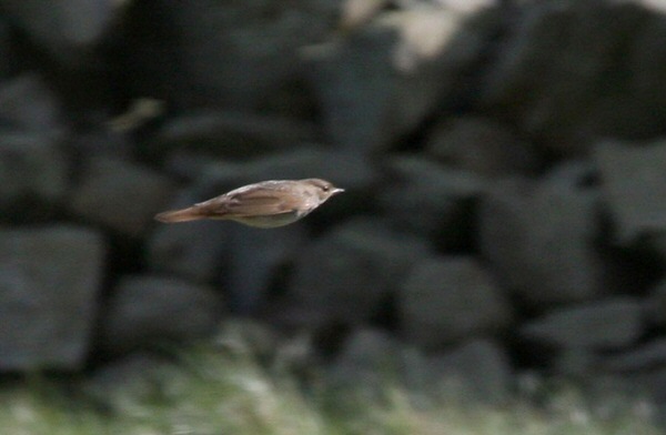 Thrush Nightingale