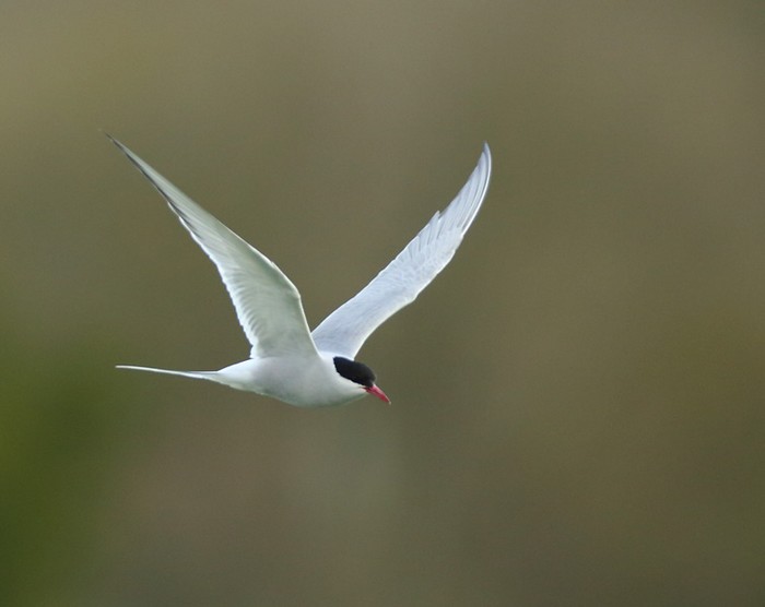 Arctic Tern