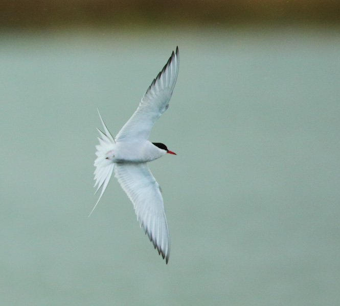 Arctic Tern