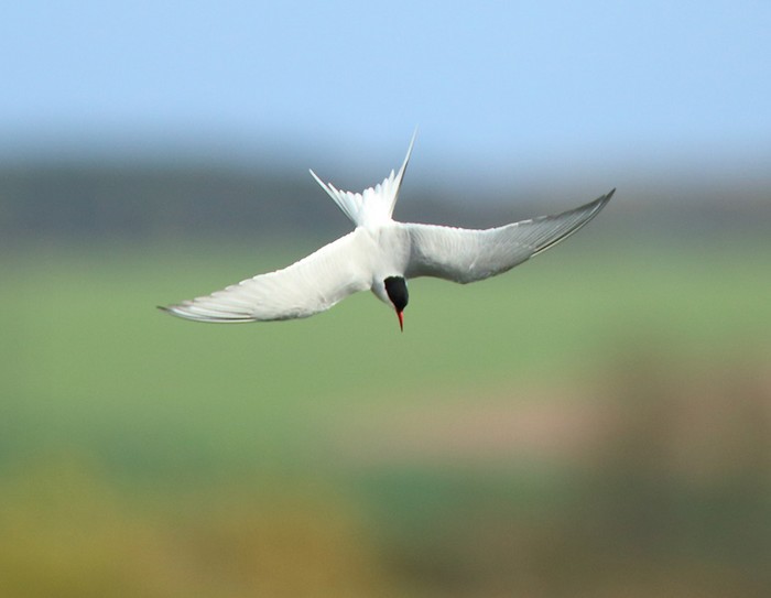 Arctic Tern