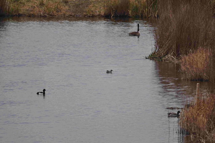 Garganey
