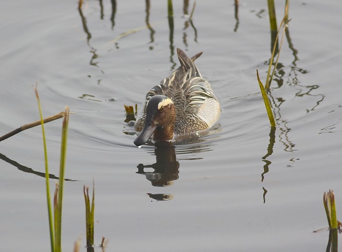 Garganey