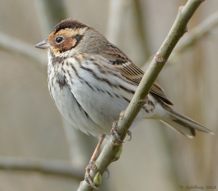 Little Bunting