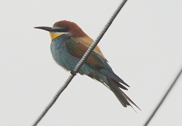 Bee-eater
