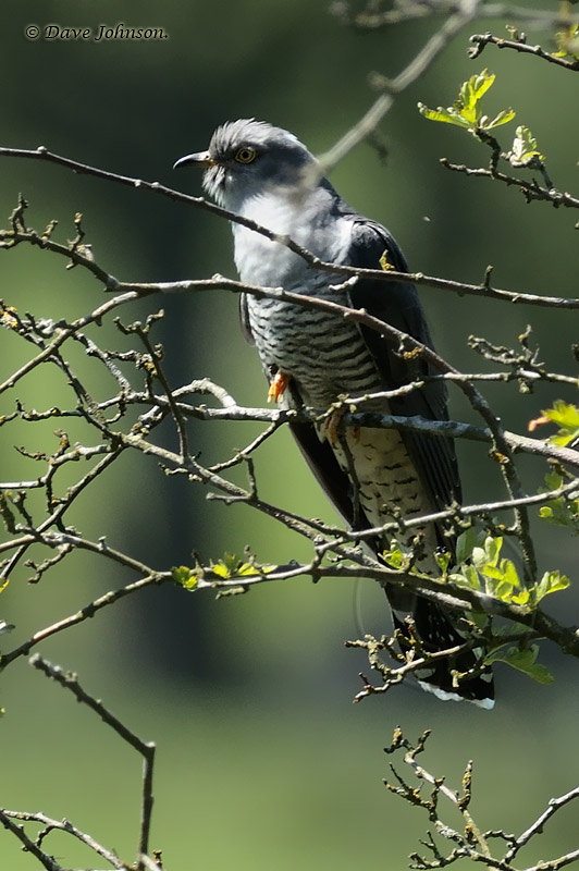 Cuckoo
