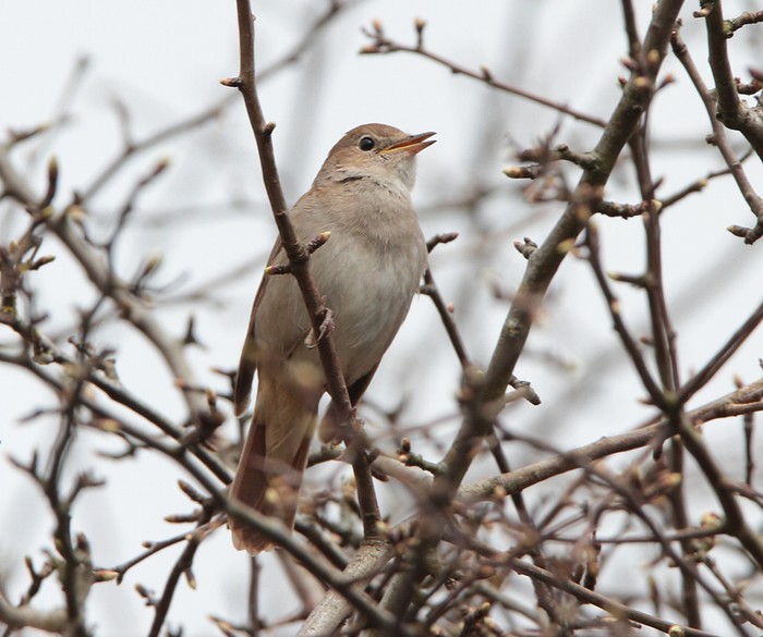 Nightingale