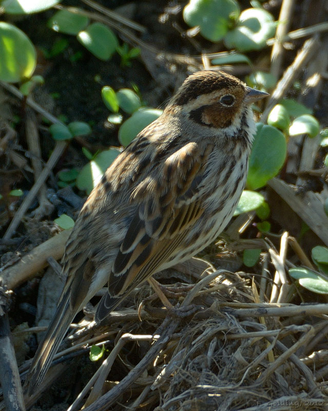 Little Bunting