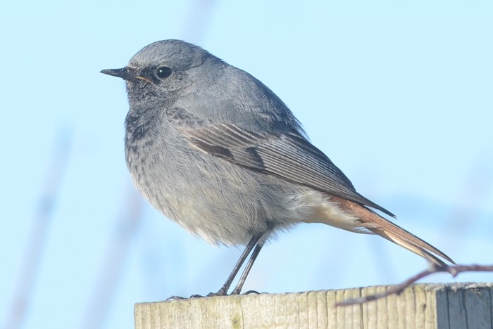 Black Redstart