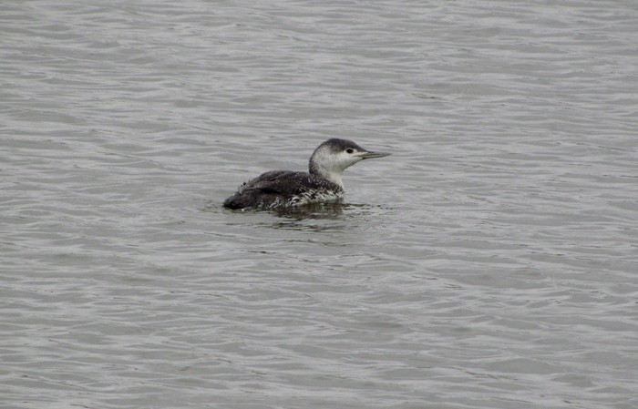 Red-throated Diver