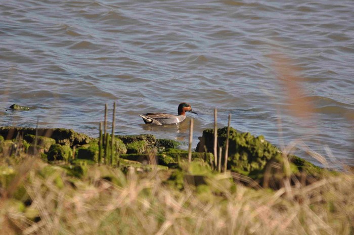 Green-winged Teal