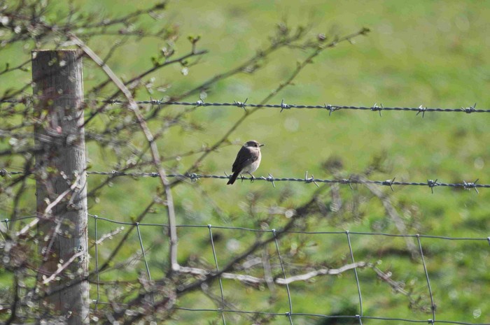 Redstart