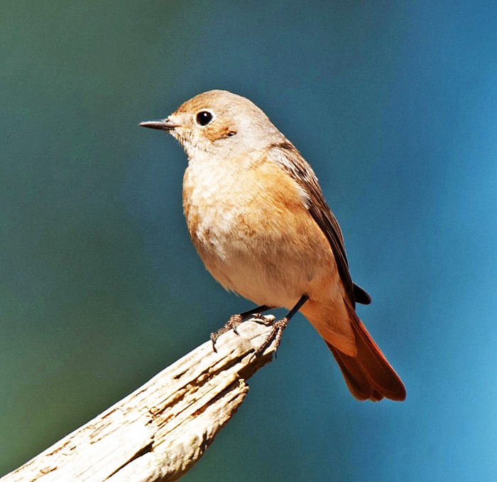 Redstart