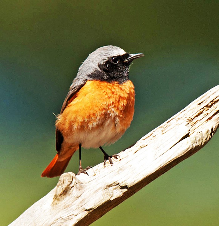 Redstart