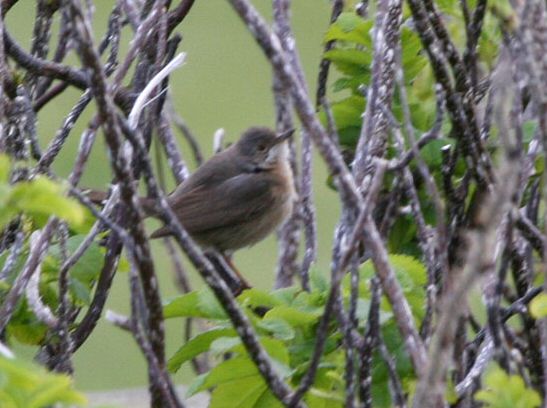 Subalpine Warbler