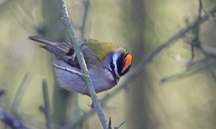 Firecrest