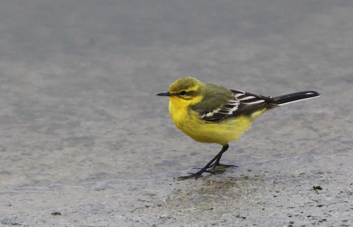 Yellow Wagtail