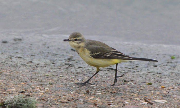 Yellow Wagtail