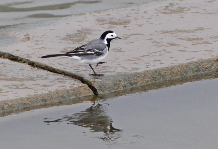 White Wagtail