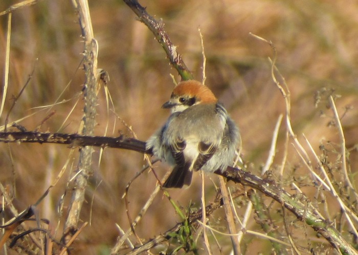 Woodchat Shrike