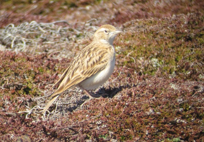 Short-toed Lark