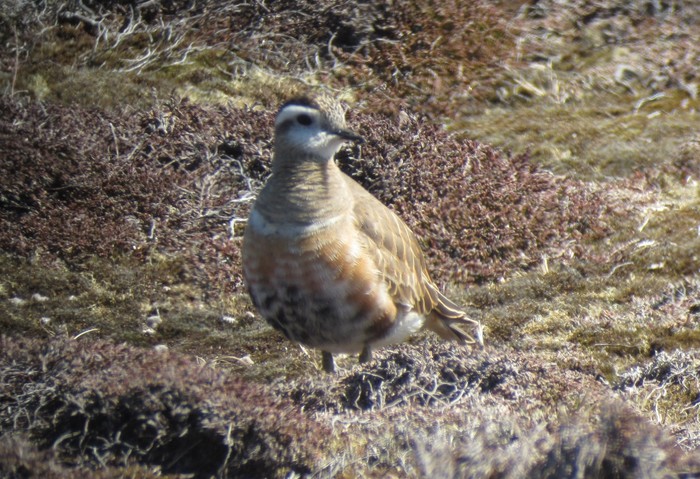 Dotterel