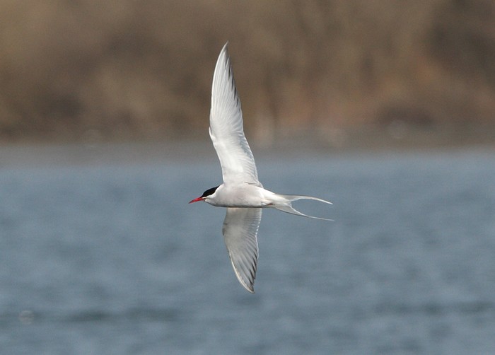 Arctic Tern