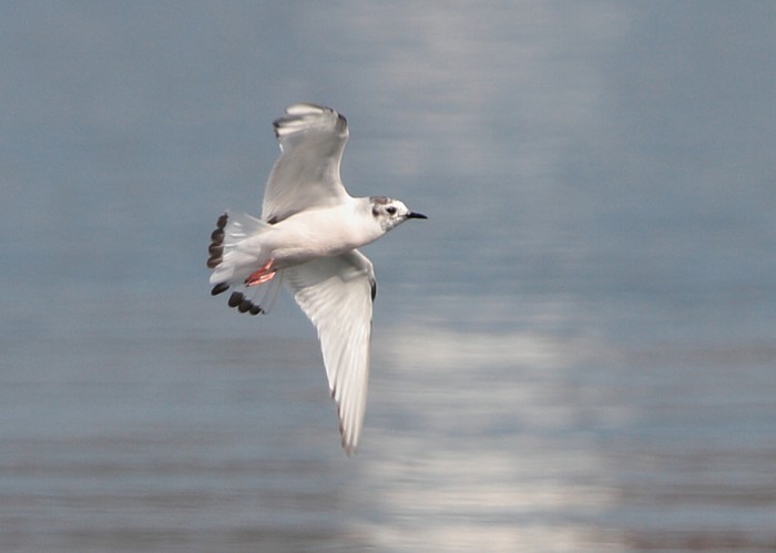 Little Gull