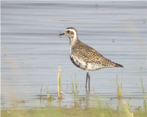 American Golden Plover