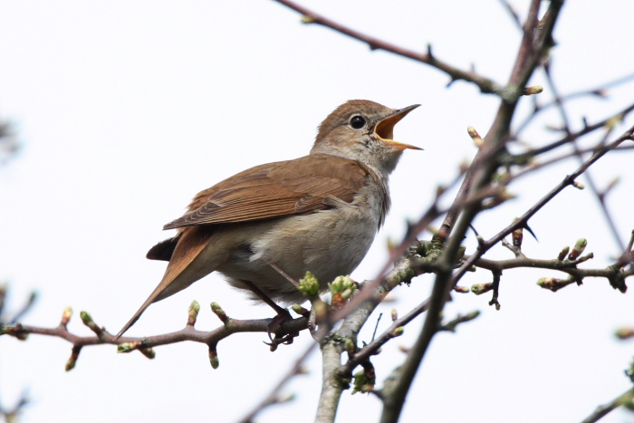 Nightingale