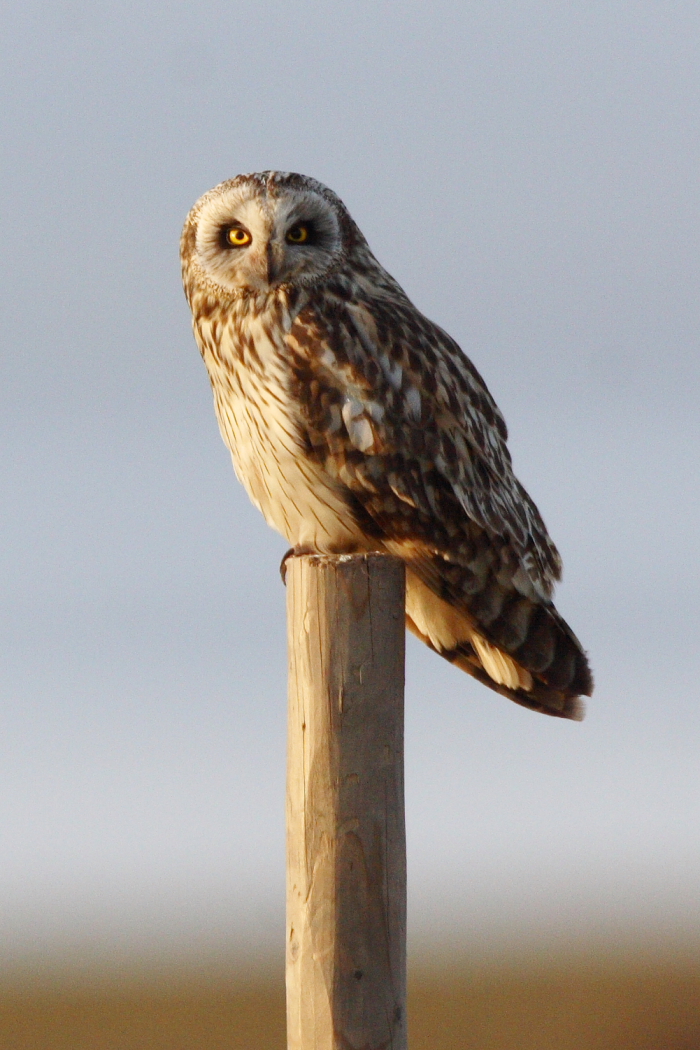 Short-eared Owl
