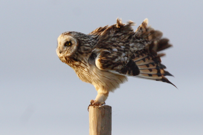 Short-eared Owl