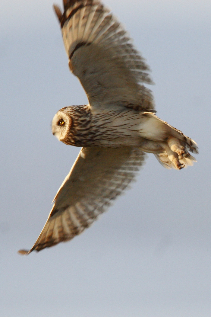 Short-eared Owl