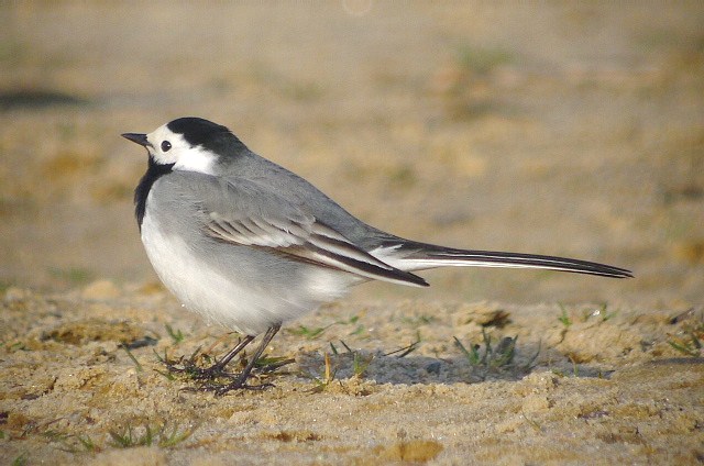 White Wagtail