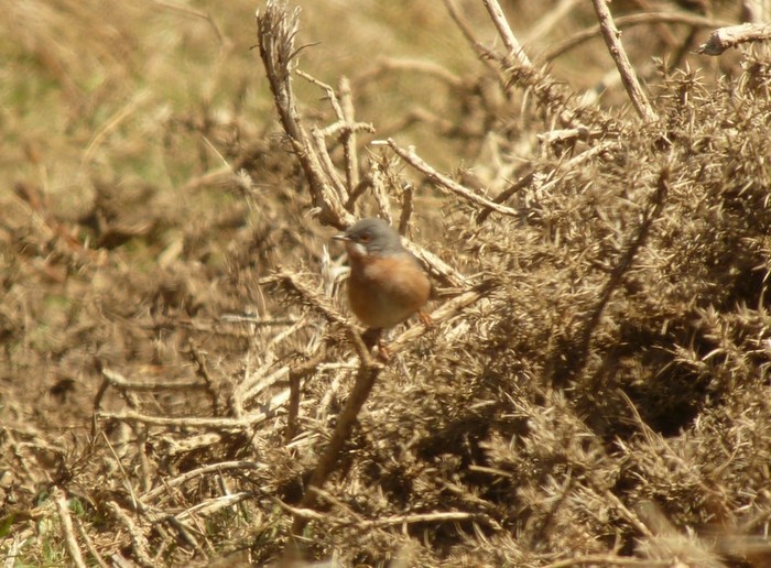 Western Subalpine Warbler