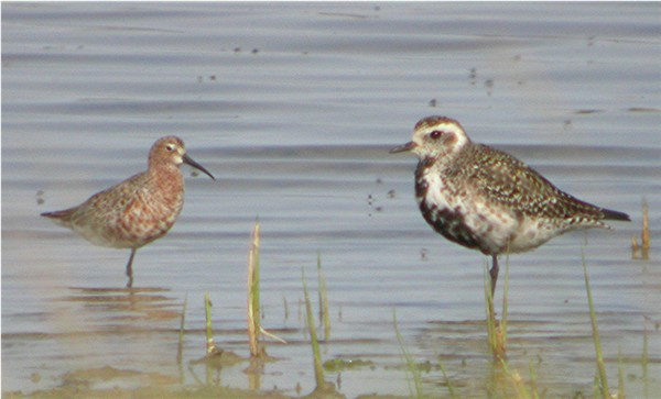 American Golden Plover