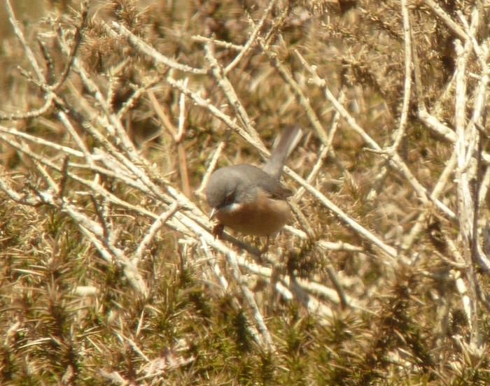 Western Subalpine Warbler