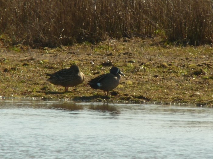 Blue-winged Teal