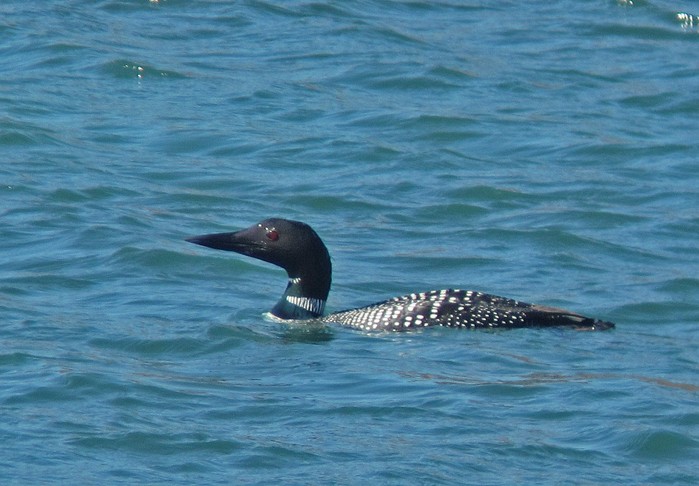 Great Northern Diver