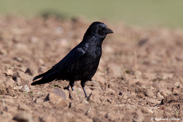 Carrion Crow
