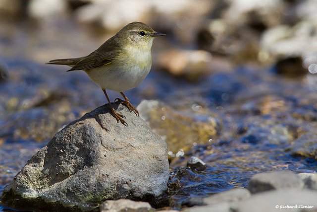 Chiffchaff