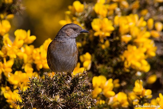 Dunnock