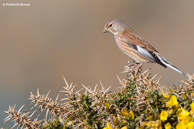 Linnet